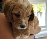 Small #1 Bernedoodle