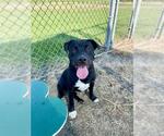 Small #1 American Pit Bull Terrier Mix