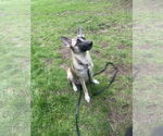 Small #8 German Shepherd Dog