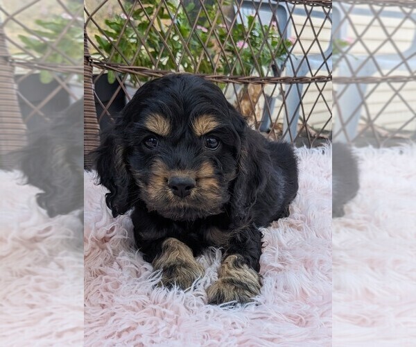 Medium Photo #3 Cock-A-Poo Puppy For Sale in SALEM, MO, USA
