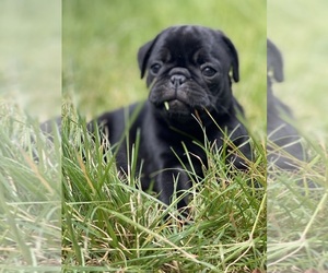 Pug Puppy for sale in EDGEWOOD, WA, USA