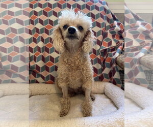 Poodle (Miniature) Dogs for adoption in Pacolet, SC, USA