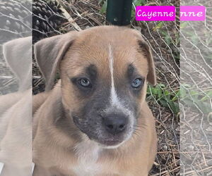 Catahoula Leopard Dog-Unknown Mix Dogs for adoption in Alexander, AR, USA