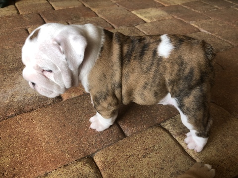 Medium Photo #1 English Bulldog Puppy For Sale in SUNRISE, FL, USA
