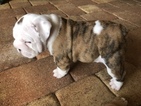 Small Photo #1 English Bulldog Puppy For Sale in SUNRISE, FL, USA