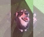 Small #4 Border-Aussie