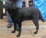 Small Photo #1 Labrador Retriever Puppy For Sale in ORANGE, MA, USA