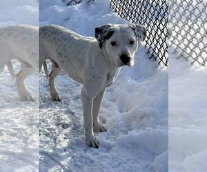 Mutt Dogs for adoption in Crete, IL, USA