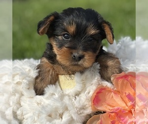 Yorkshire Terrier Puppy for Sale in ROCK STREAM, New York USA