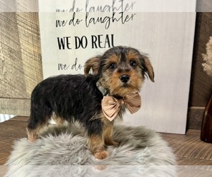 Yorkshire Terrier Puppy for sale in NAPPANEE, IN, USA