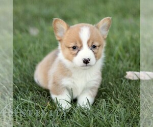 Pembroke Welsh Corgi Puppy for sale in CHRISTIANA, PA, USA