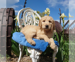 Goldendoodle Puppy for sale in PEYTON, CO, USA