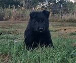 Small #10 German Shepherd Dog