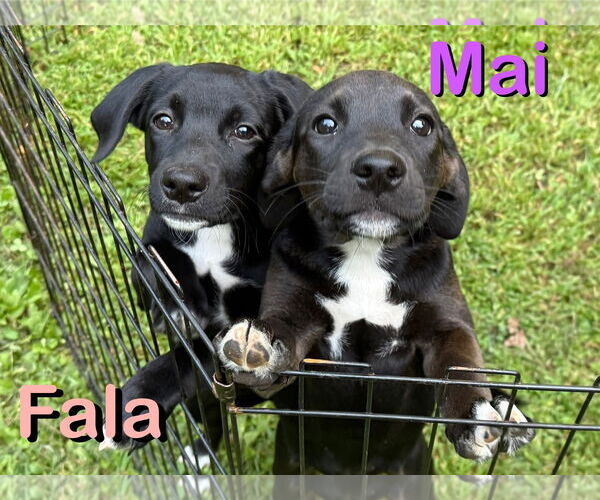 Medium Photo #8 Labrador Retriever-Unknown Mix Puppy For Sale in Alexander, AR, USA