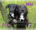 Small #7 Labrador Retriever Mix