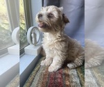 Small #7 Maltipoo