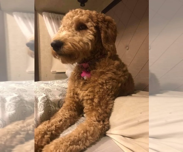 Medium Photo #1 Goldendoodle-Irish Doodle Mix Puppy For Sale in CHARLOTTESVILLE, VA, USA