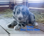 Small #3 Australian Shepherd
