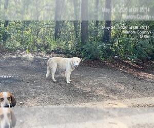 Great Pyrenees Dogs for adoption in Ocala, FL, USA