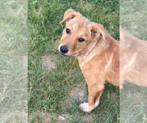 Medium Photo #3 Mutt Puppy For Sale in Sandy, UT, USA