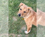 Small #2 Mutt