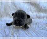Small Photo #18 French Bulldog Puppy For Sale in HAYWARD, CA, USA
