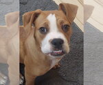 Small #10 Boxer Mix