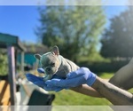 Small #17 French Bulldog