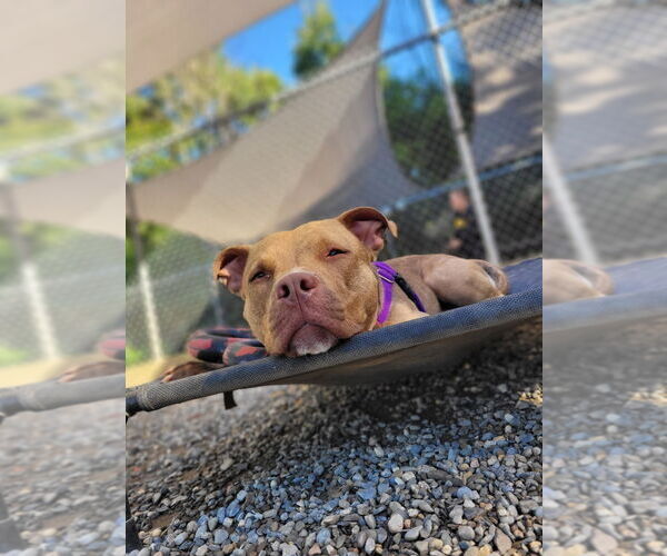 Medium Photo #13 American Staffordshire Terrier Puppy For Sale in Sayreville, NJ, NJ, USA