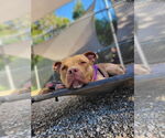 Small #12 American Staffordshire Terrier