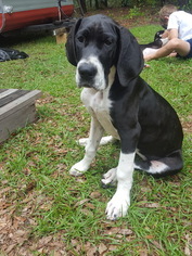 Great Dane Puppy for sale in OCALA, FL, USA
