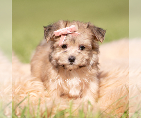 Medium Photo #19 Morkie Puppy For Sale in WARSAW, IN, USA