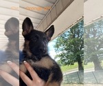 Puppy Olivia German Shepherd Dog