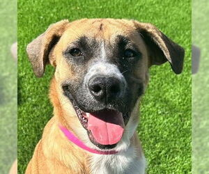 Mutt Dogs for adoption in Canton, CT, USA