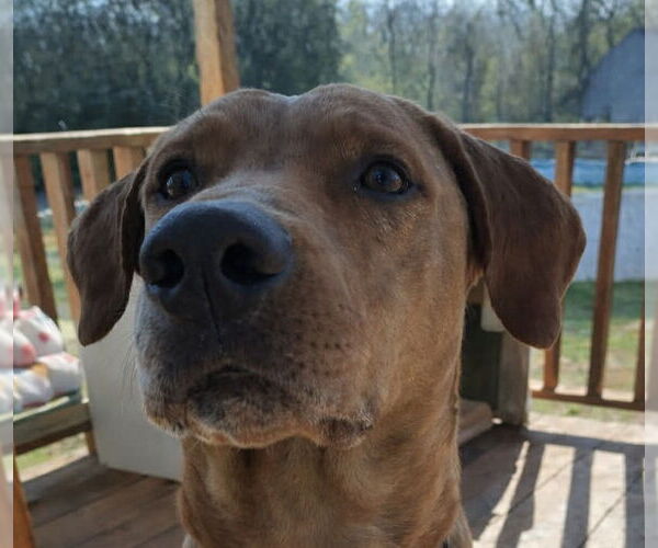 Medium Photo #1 Labrador Retriever-Unknown Mix Puppy For Sale in Canton, CT, USA