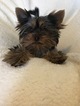 Small Photo #6 Yorkshire Terrier Puppy For Sale in ALGONA, WA, USA