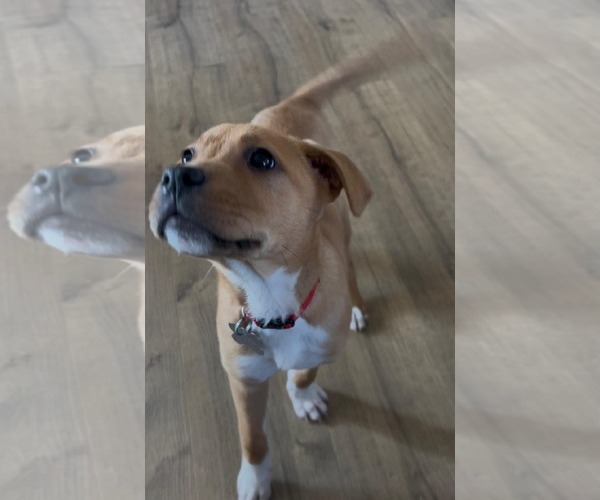 Medium Photo #18 Mutt Puppy For Sale in Holly Springs, NC, USA