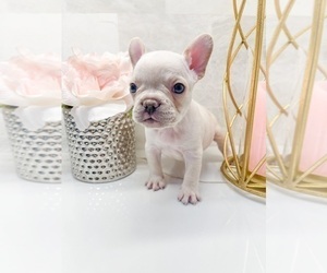 French Bulldog Puppy for Sale in IRVINE, California USA