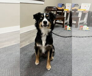 Australian Shepherd Dogs for adoption in Emmett, ID, USA