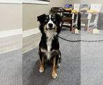 Small Australian Shepherd