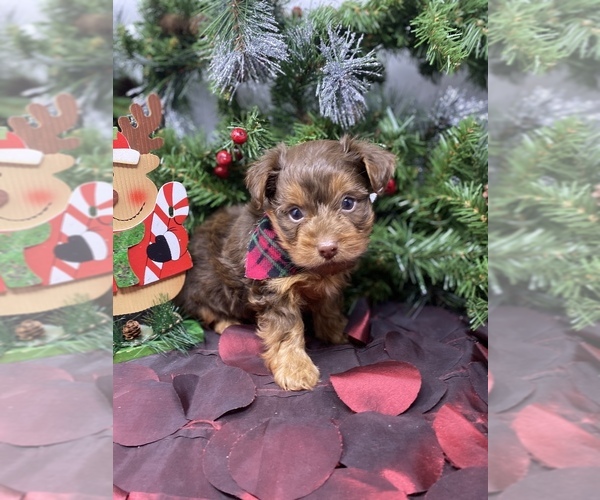 Medium Photo #29 Shorkie Tzu-Yorkshire Terrier Mix Puppy For Sale in SELLERSBURG, IN, USA