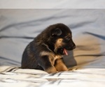 Small Photo #9 German Shepherd Dog-Siberian Husky Mix Puppy For Sale in LOS GATOS, CA, USA