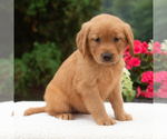 Small #1 Golden Retriever