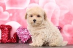 Small Photo #5 Maltipoo Puppy For Sale in BEL AIR, MD, USA