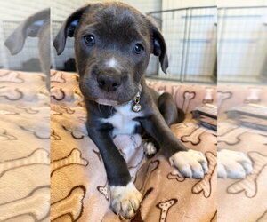 Mutt Dogs for adoption in Goodyear, AZ, USA