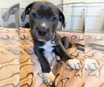 Small Mutt