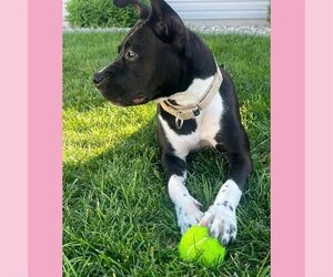 Persephone - Female Mutt Dog for Adoption - Photo #34
