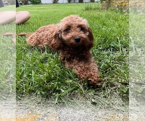 Mother of the Cavapoo puppies born on 05/02/2025