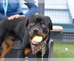 Small #1 Rottweiler