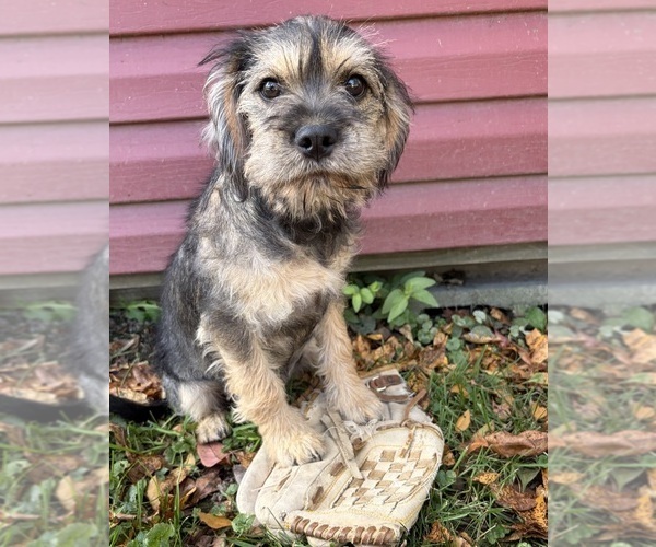 Medium Photo #2 Schnoodle (Miniature) Puppy For Sale in MIDDLEBURY, IN, USA